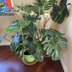 Monstera Plant