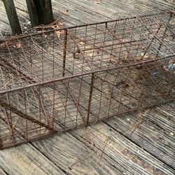 Raccoon Trap 