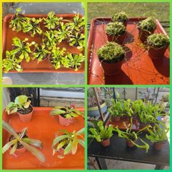 Carnivores Plants Nepenthes Sarracenia Venus Flytrap Sundew