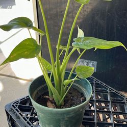 Love ❤️ Garden And Plants. Green And Expert By Itself 