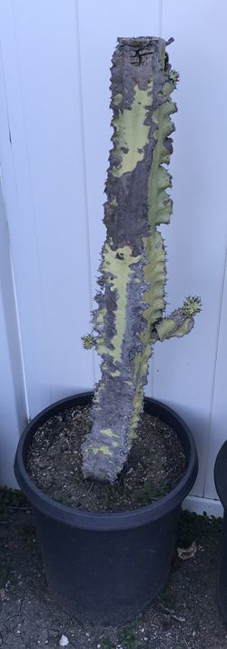 Cactus for sale
