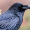 Blue Corvid