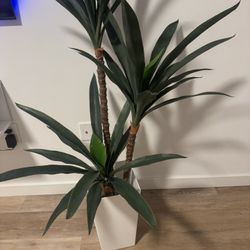 Living Room plant