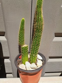 Cactus