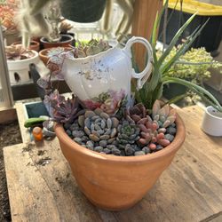 Succulent Arrangement Plants Decor