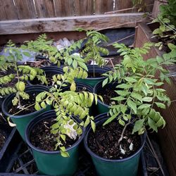 Curry leave Plant in 1 Gallon Pot