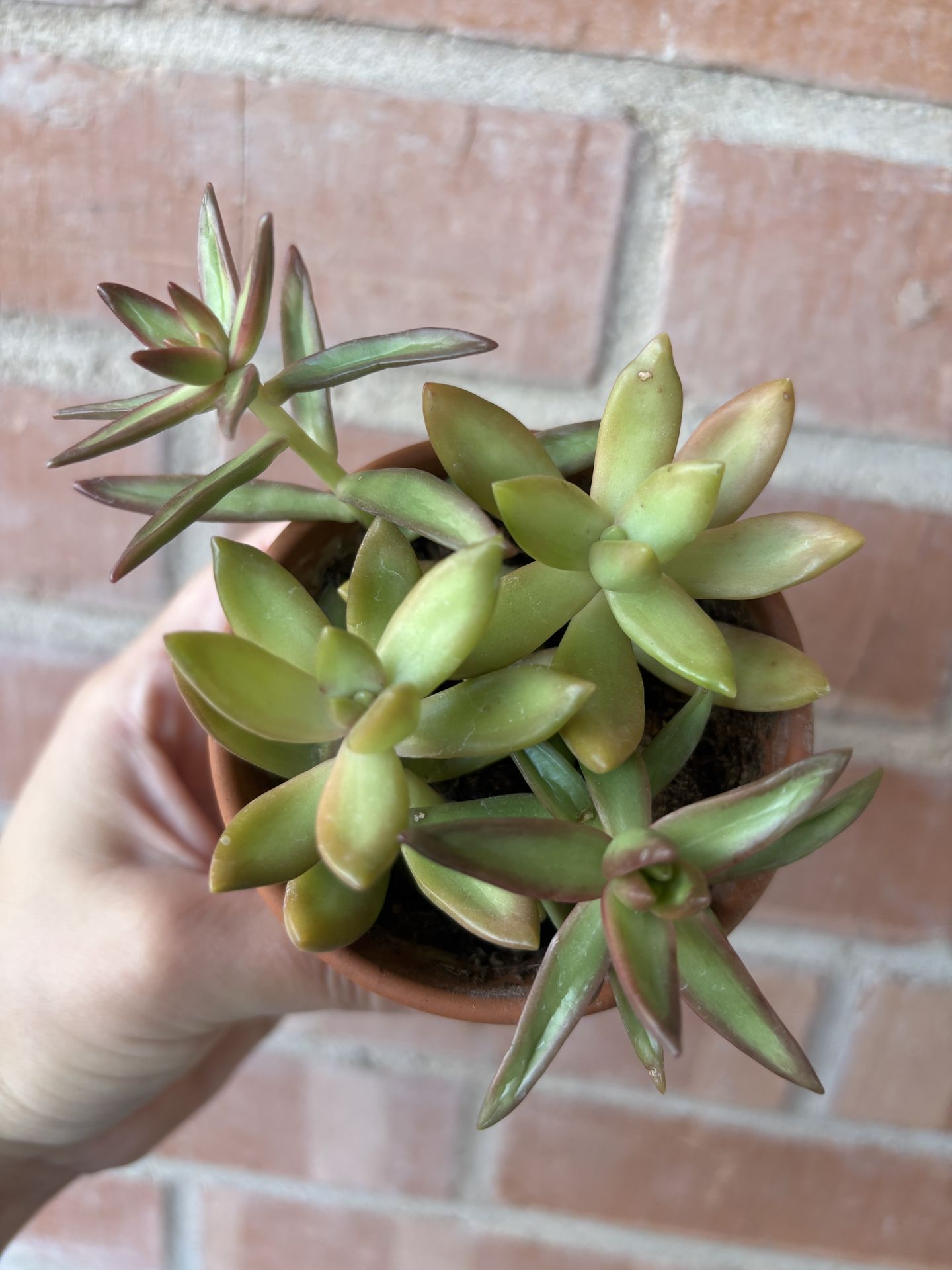 Echeveria Succulents in Terracotta Pot β 2 Varieties