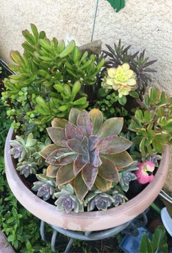 Assorted plants