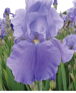 Bearded Iris Rhizome Root Bulb. Light Purple Flowers When In Bloom