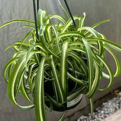 Spider Curly Plant