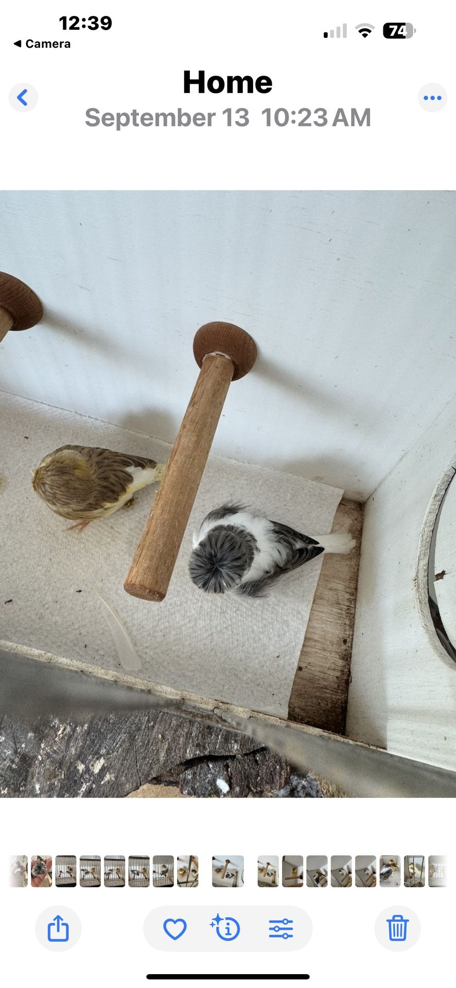 Perch For  Canary  Cage 