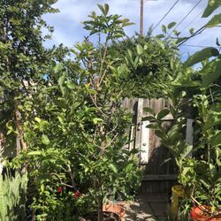 8 Ft Mexican Cream Guava Tree Fruited 15 Gallon $275 Or Best Offer 