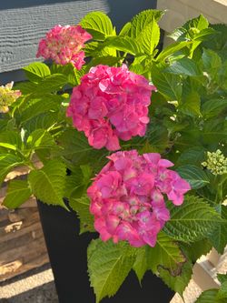 Beautiful Pink hydrangea in brand new 24’’ VERADEK planters