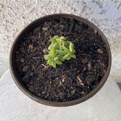 6 Inch Pot Succulent Plant - Peperomia Axillaris  - Happy Bean - Rooted & Stablished - Drought Resistant 🪴