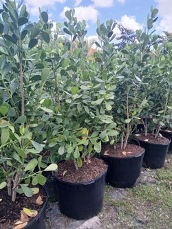 Large Clusia privacy hedges on sale now $95