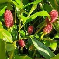 Shampoo Ginger Plant-Natural Treatment For Hair- Blooms Summer And Fall Full Sun Partial Shade Drought Tolerant 
