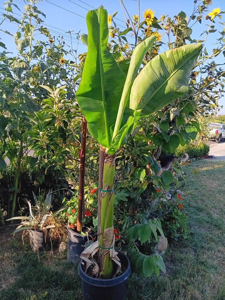 Mini Banana Tree / Plátano
