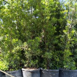 Podocarpus Privacy Hedge Plants 15gl $45🏡🏡🏡