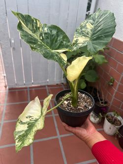 Alocasia Plant
