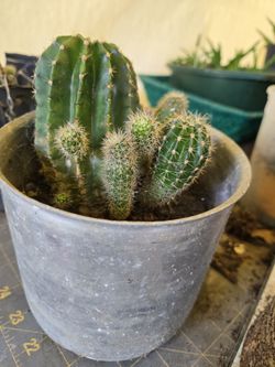 plantas