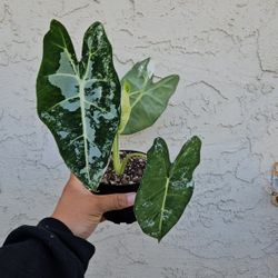 4" Alocasia 'Variegated Frydek'