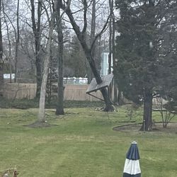 Tree Work