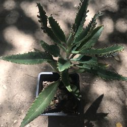 Planta