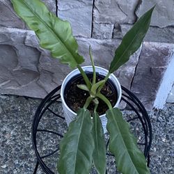 Philodendron Narrow Leaves In Ceramic Pot