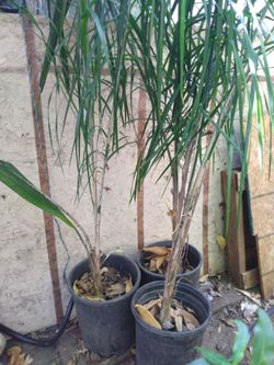 Queen palm