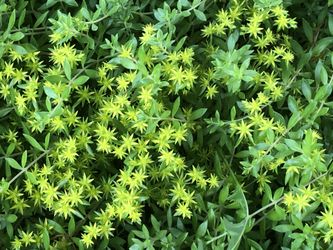 Fast-Growing Sedum (Sun to Shade)