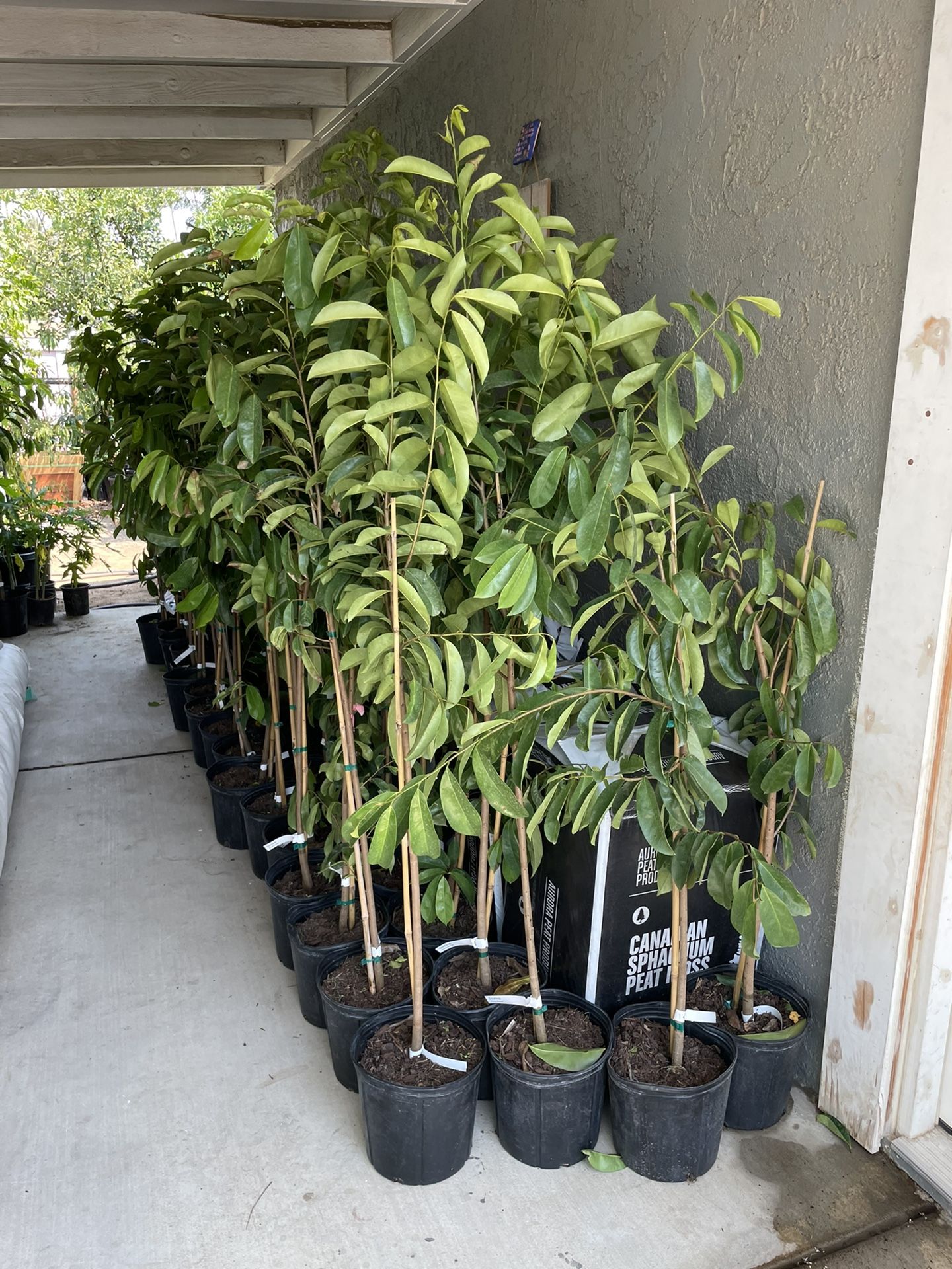 soursop trees