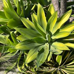 KARAS STRIPE AGAVE ATTENUATA RARE