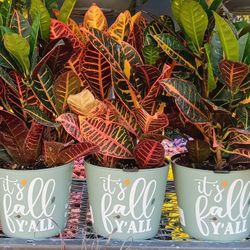 Beautiful Fall Decor Plants