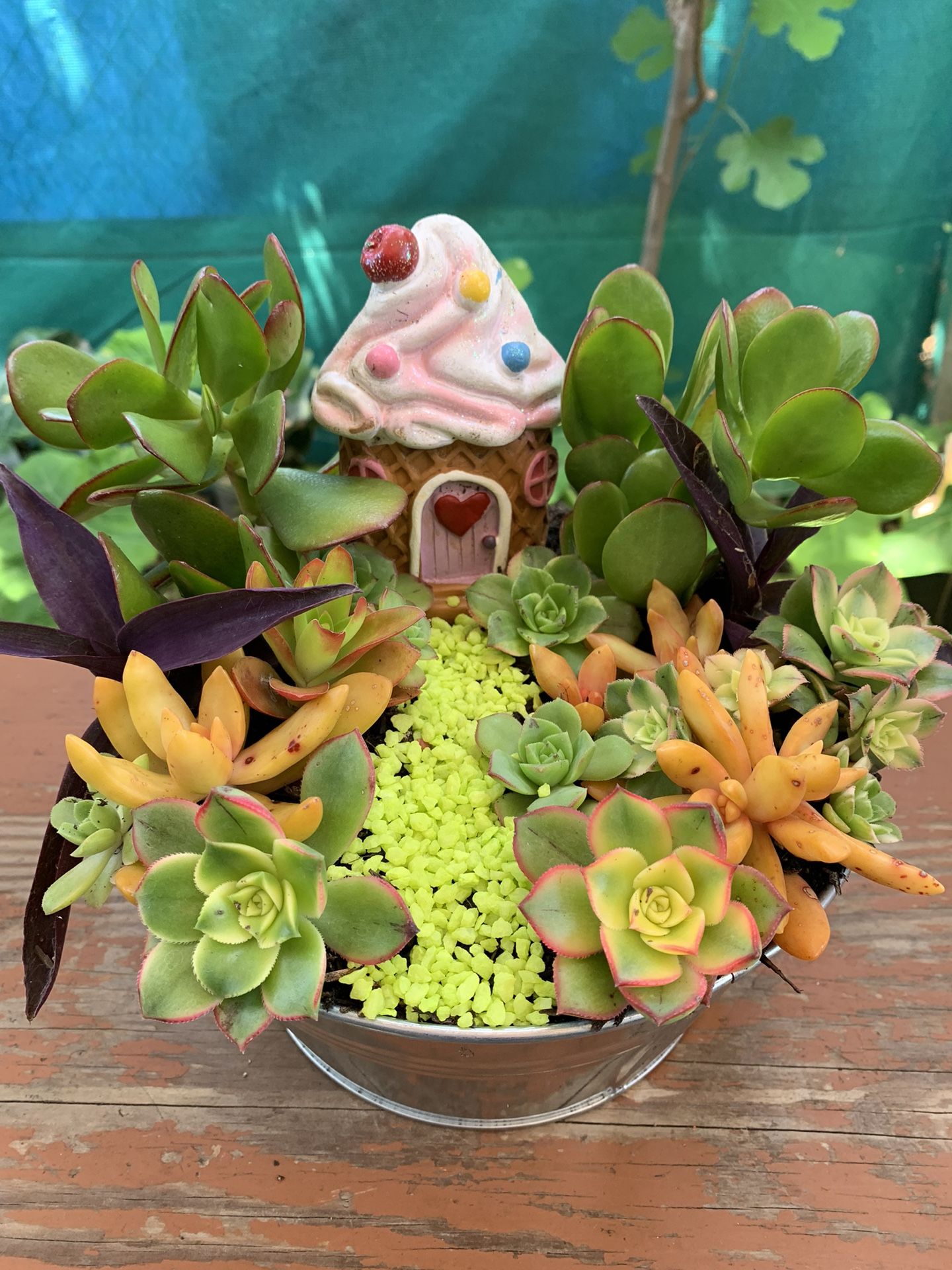 Succulents Con Tinita