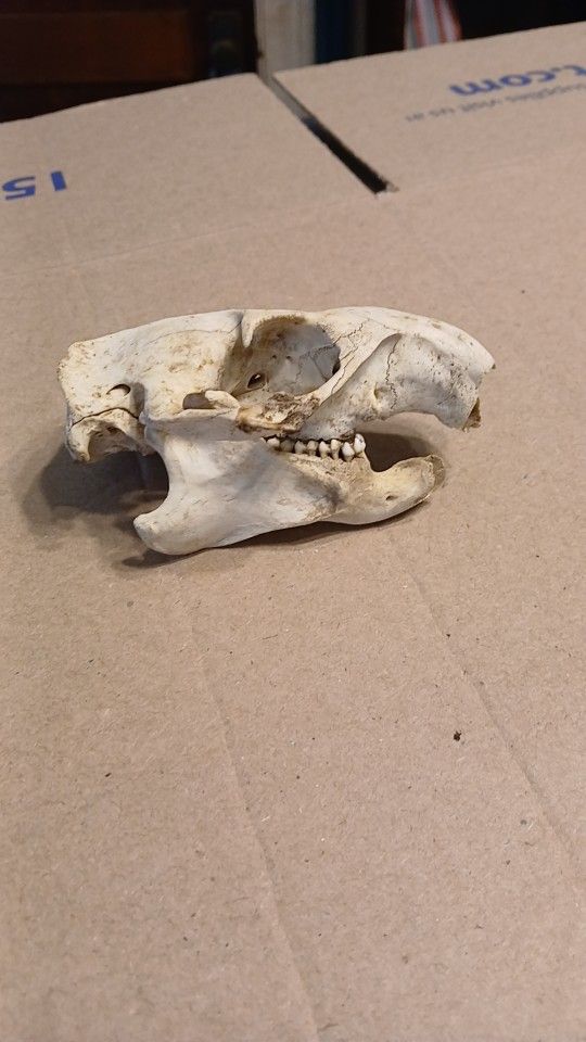 Big Groundhog Skull