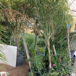 Queen Palm 30$