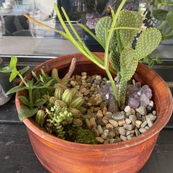 Amethyst Succulent Garden 