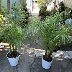 Palms Plants De Sol  Y Dombra $34 Each More Plants Differents Prices