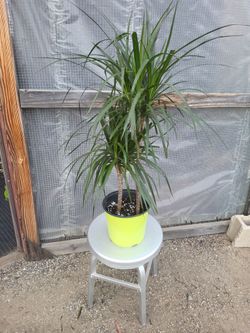 Dracaena Dragon Plant 8.5" Nursery Pot