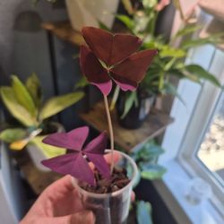 Purple Oxalis "Shamrock Plant" #3