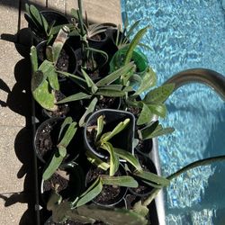 VARIETIES OF PLANTS 🌱 for beginners