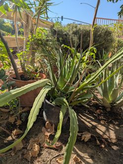 Jade Plant/Plumeria/Beautiful Queen of the Night