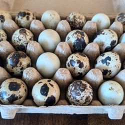 Fresh Quail Eggs