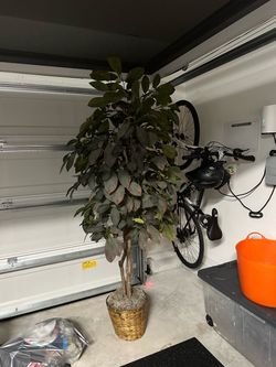 6 FT SILK TREE