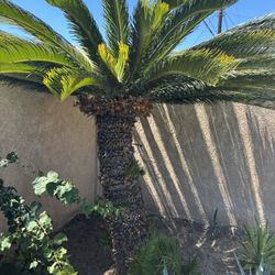 Sago Plant