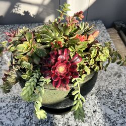 Succulent Arrangement 