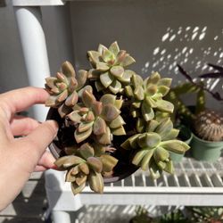 4in Pot Succulent 
