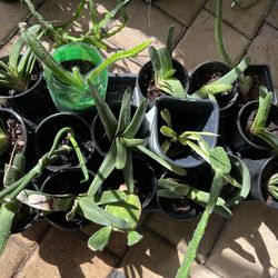 BEGINNER PLANTS 🌱 