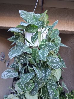 Scindapsus Pictus Argyraeus Plant $40