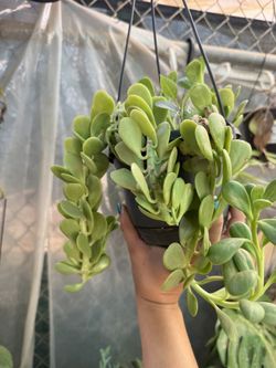 Trailing Jade Succulent